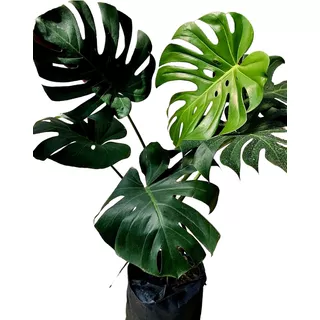 Monstera Deliciosa, Costilla Adán, Manos De Gigante