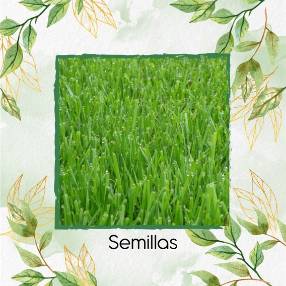 450.000 Semillas De Grama Decorativa Ryegrass