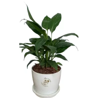 Planta De Interior Spathiphyllum En Maceta Premium N12
