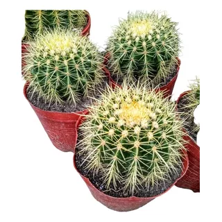 Echinocactus Grusonii - Asiento De Suegra Cactus - M 5 Lts
