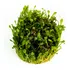 Marsilea Crenata Planta Acuario Plantado. 