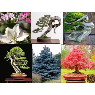 Semillas Bonsai Pinos Arce Enebro Cedro Abeto Golden Rem