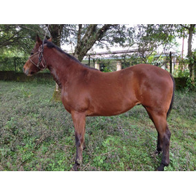Venta Caballos Cuarto De Milla Ligeros en Mercado Libre México Venta Caballos Cuarto De Milla Ligeros en Mercado Libre México