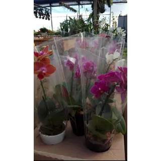 Mini Orquidea Phalaenopsis