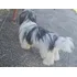 Cachorro Shih Tzu + Lhasa Apso. Macho 