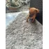 Disponível Pinscher 66 Dias 1a Dose Vacina, Vermifugado