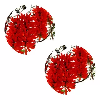 Kit 2 Mudas De Jade Vermelha Exótica E Rara Para Florir