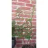 Plantas Helecho Calaguala Orgánico -
