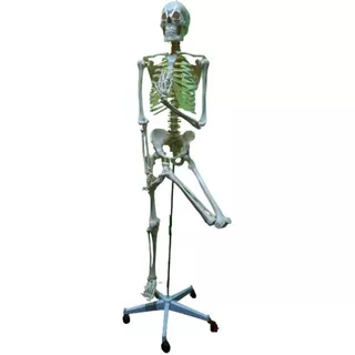 Esqueleto Humano Para Estudio 1,70m Con Soporte , Articulado