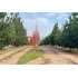 Se Vende Sitio 5000 M2 Loteo Haras De Huiquilemu