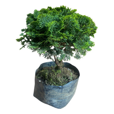 Bonsai Hinoki 34 Cm Árbol