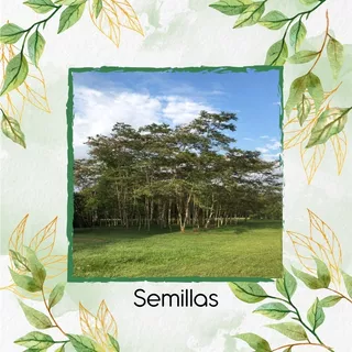 300 Semillas De Árbol Yopo Negro 