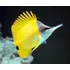 Pez Marino - Forcipiger Flavissimus - Pez Mariposa
