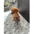 Disponível Pinscher 66 Dias 1a Dose Vacina, Vermifugado