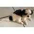 Filhote De Shihtzu