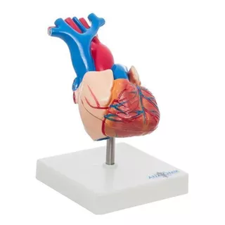 Modelo Anatomico De Corazon - Anatomik-models