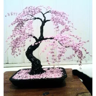 Semillas 25 Sakura Cerezo Japones Llorón Flor Rosa