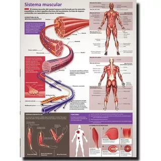 Poster Sistema Muscular Consultorio Medico Hd 70 X 50 Cm