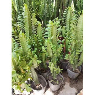 Euphorbia Trigona - Excelente Tamaño