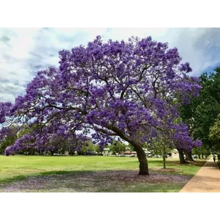 Jacarandá Árbol De 1,50 M Planta Ornamental