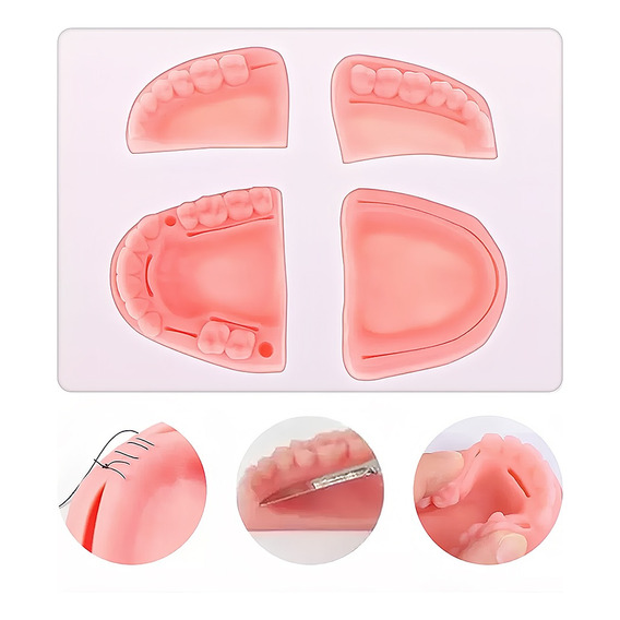 Modelo Dental Pad 4 Piezas Para Ejercicios De Sutura