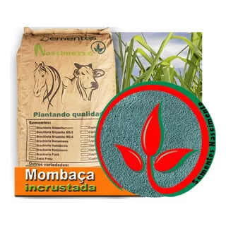 Capim Mombaça Incrustada 40kg Sementes Exelente Para Plantar