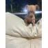 Disponível Pinscher 66 Dias 1a Dose Vacina, Vermifugado