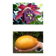 15 Sementes De Maracujá Doce - Passiflora Alata Fruta
