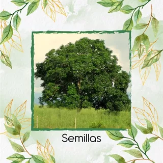 60 Semillas De Árbol Caracolí 