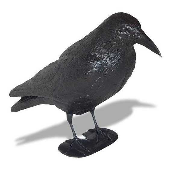Cuervo Raven Ahuyenta Palomas 