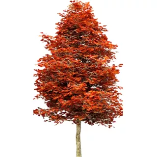 Liquidambar 10 Lindas Mudas De 10 A 35 Cm Alta Qualidade