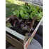 Huerta Orgánica Cajón 28 Plantines De Estación Ó Aromáticas