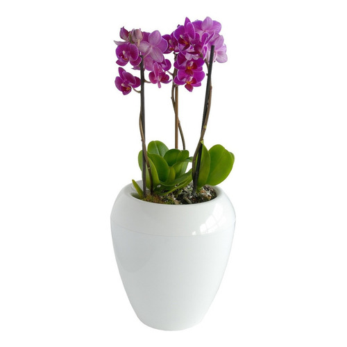 Rehau Calimera 17 cm Maceta Blanco