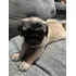 Vendo Raça Pug