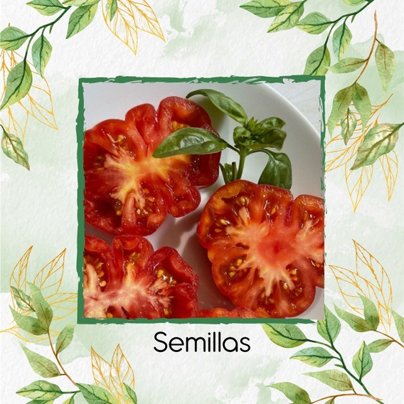 38 Semillas Orgánicas De Tomate Tropic