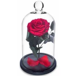 Rosa Encantada A Bela E A Fera Na Cúpula De Vidro Vermelha