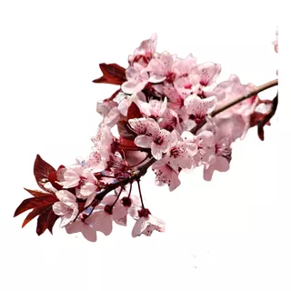 Cerejeira Sakura Japonesa - 1 Muda Média/grande
