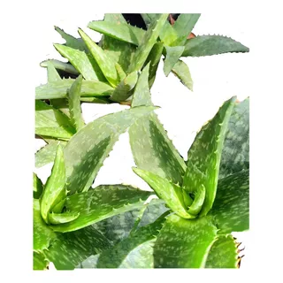 Aloe Vera Medicinal