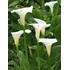 Plantas Cala Blanca Oferta!! 3 Litros