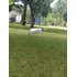 Doação De Cachorro 