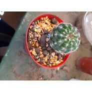 Cactus Mammillaria Gracilis Moron Raices Arcoiris