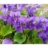 Semillas De Flor Violeta Dulce Aromatica ( Viola Orodata)