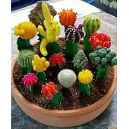 Cactus Coleccionables, Injertados C/u