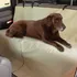Cubre Asiento Para Auto Para Mascotas