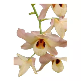 Orquídea Dendrobiums Moschatum Adulta