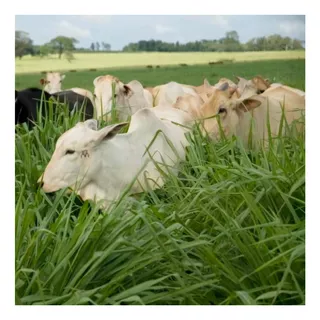 2 Kilos Saco Capim Brachiaria Brizantha Resistente A Seca