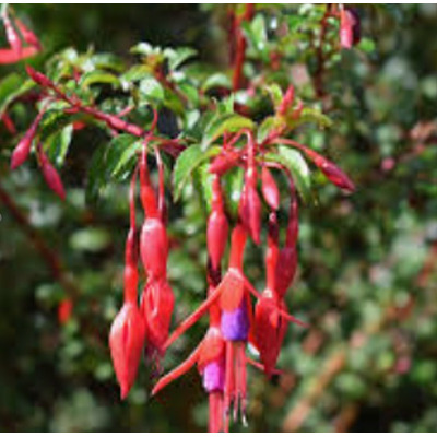 Semillas Chilco Rojo (fuchsia Magellanica)