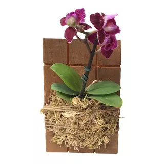 Kit C/ 5 Tronco Para Orquídea E Plantas - Peroba Rosa 
