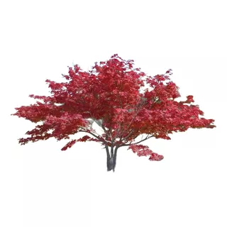 Acer Palmatum Atropurpureum, Acer Rojo, Acer Japones  10lts