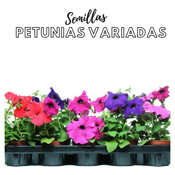 Semillas Petunias Variadas